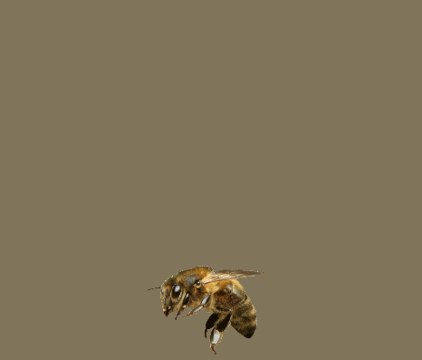 Pszczoła gif bez tła